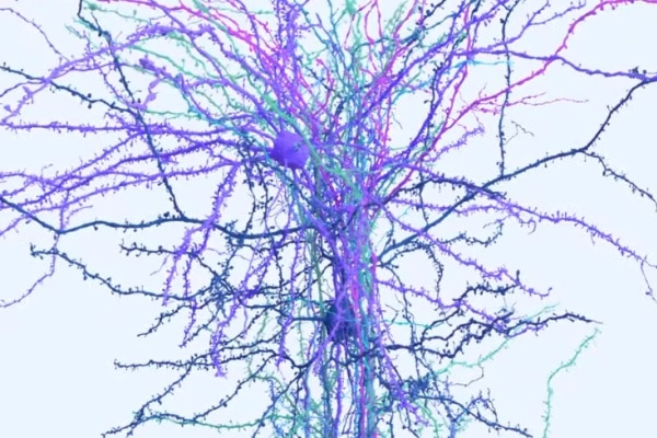 Cientistas revelam diagrama de conexões cerebrais com 200.000 células e  meio bilhão de conexões - tech4health t4h | Saúde e Tecnologias